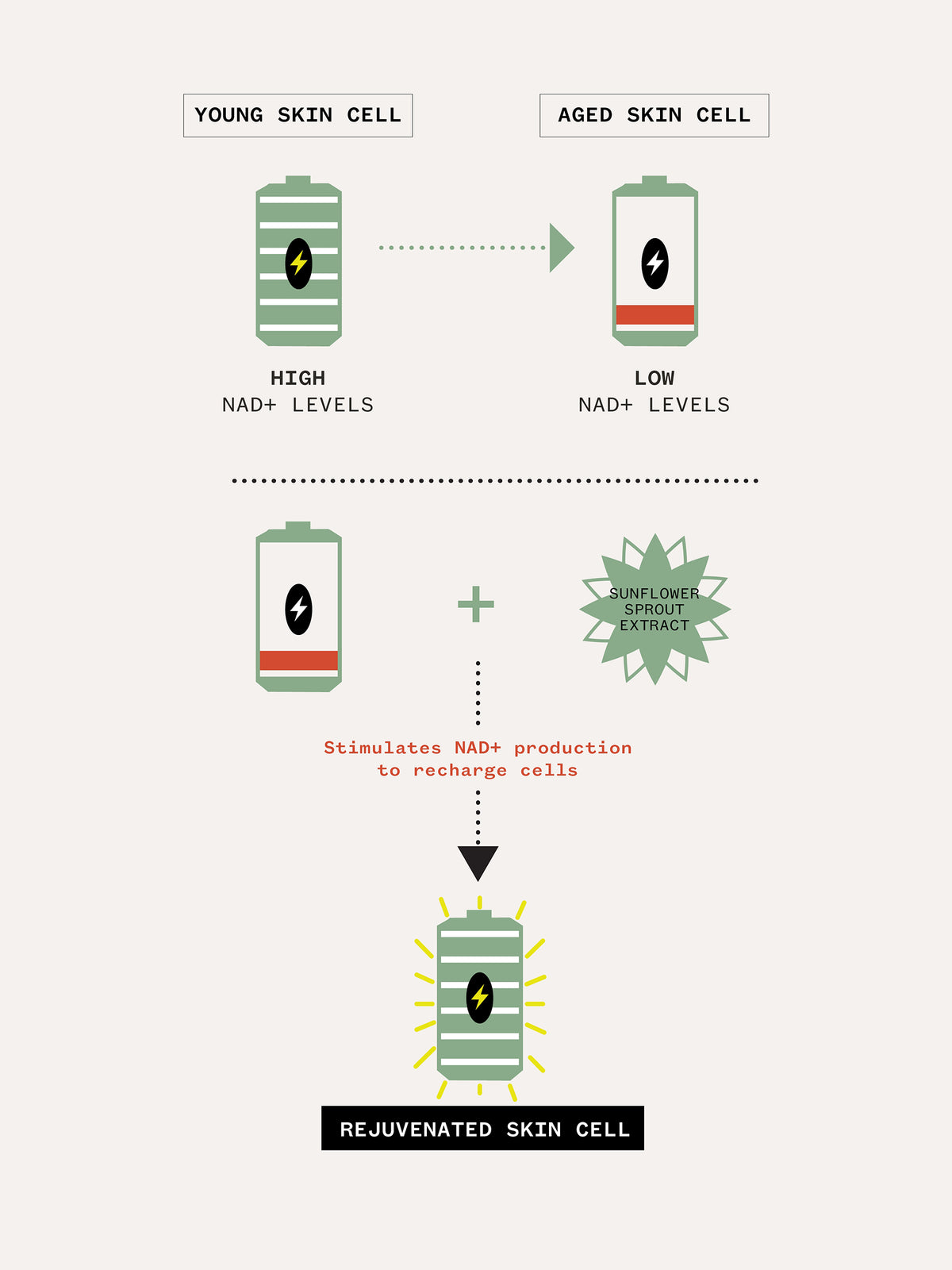 Diagram showing the difference between young and aged skin cells with NAD+ levels and rejuvenation process.
