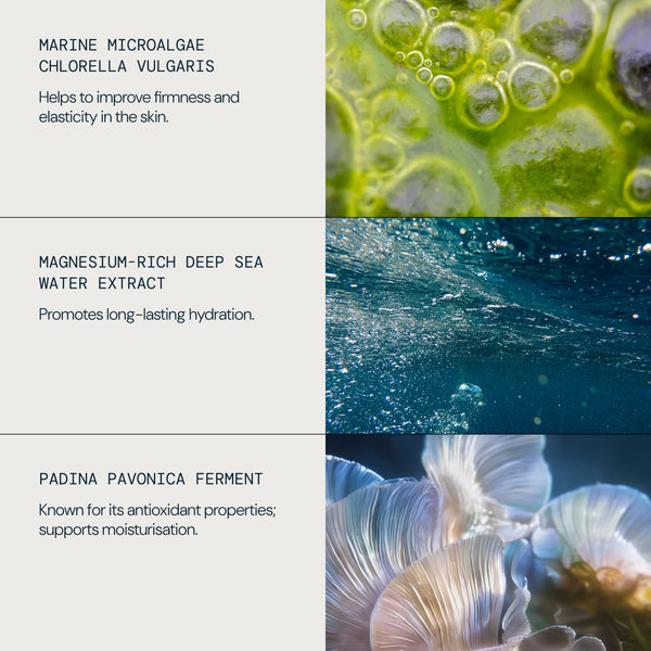 A three-panel product information graphic with text callouts and corresponding close-up imagery: marine microalgae chlorella vulgaris, magnesium-rich deep sea water extract, and padina pavonica ferment, shown on a light gray background.