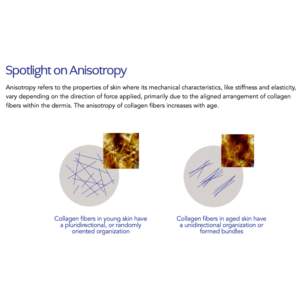 Diagram explaining anisotropy of collagen fibers in young and aged skin with text on a white background.